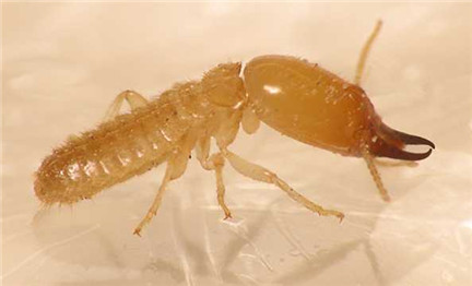 1599184343508590.jpg 上海滅白蟻