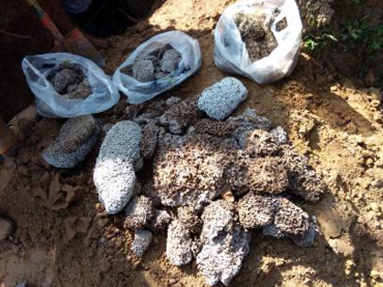 白蟻的廣泛性與白蟻的滅治預(yù)防方法 白蟻的廣泛性與白蟻的滅治預(yù)防方法