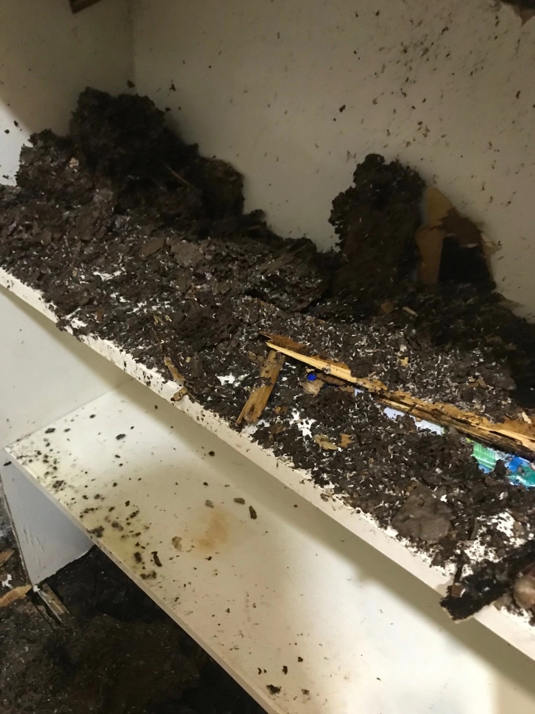 中山家居白蟻巢一般會(huì)藏在哪里？