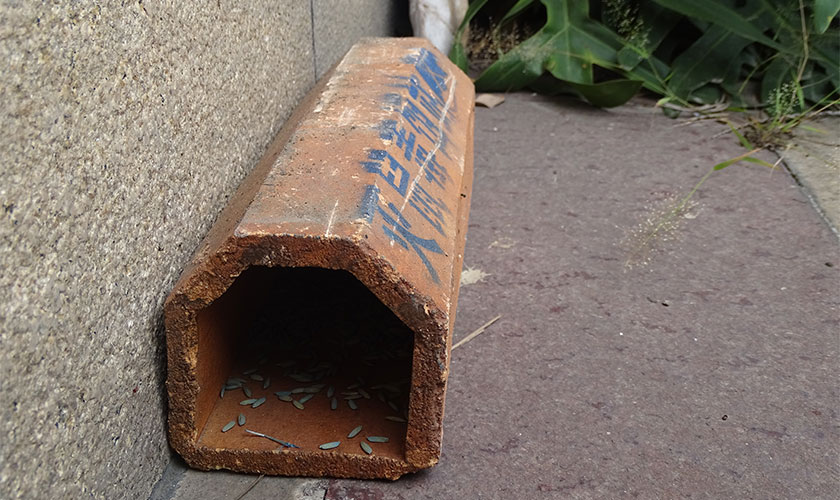 中山學校殺蟲控制案