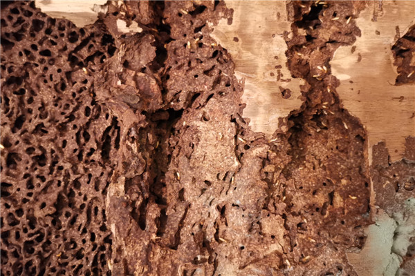 板芙鎮(zhèn)白蟻防治站，板芙鎮(zhèn)滅除白蟻公司