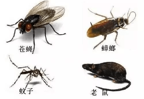 中山校園消殺除四害 中山校園殺蟲滅鼠