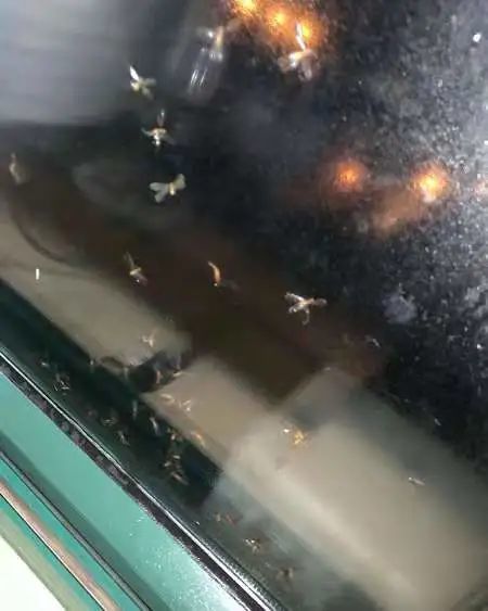 中山多地出現(xiàn)大量白蟻，中山白蟻防治中心緊