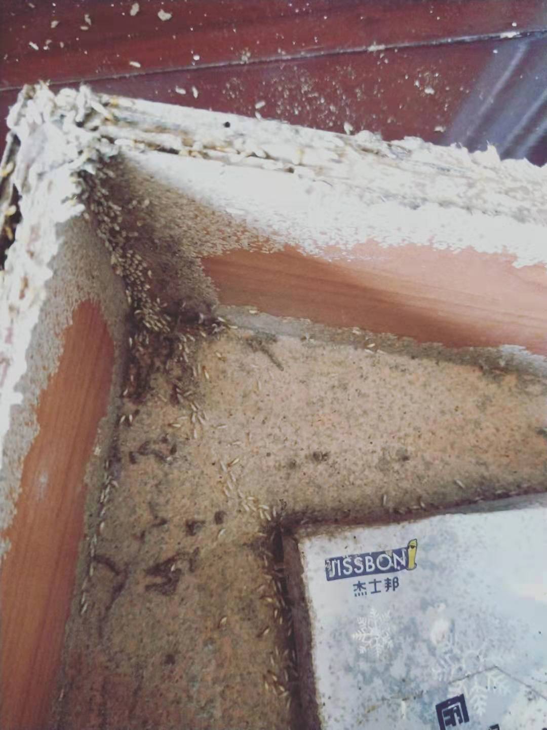 神灣專(zhuān)業(yè)白蟻防治公司 神灣白蟻預(yù)防公司