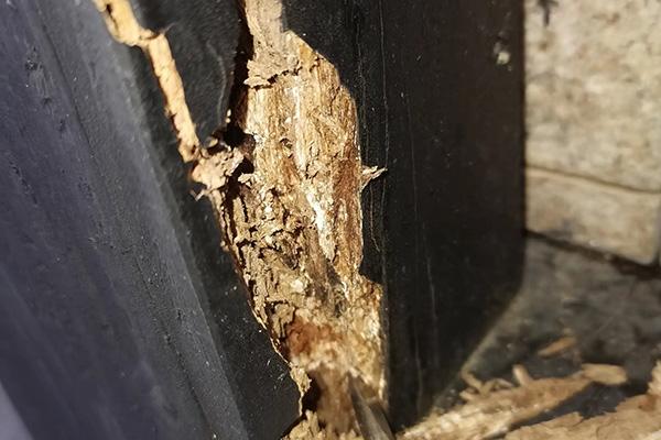 中山白蟻防治方法 中山白蟻預(yù)防 中山滅殺白蟻 中山白蟻防治方法 中山白蟻預(yù)防 中山滅殺白蟻