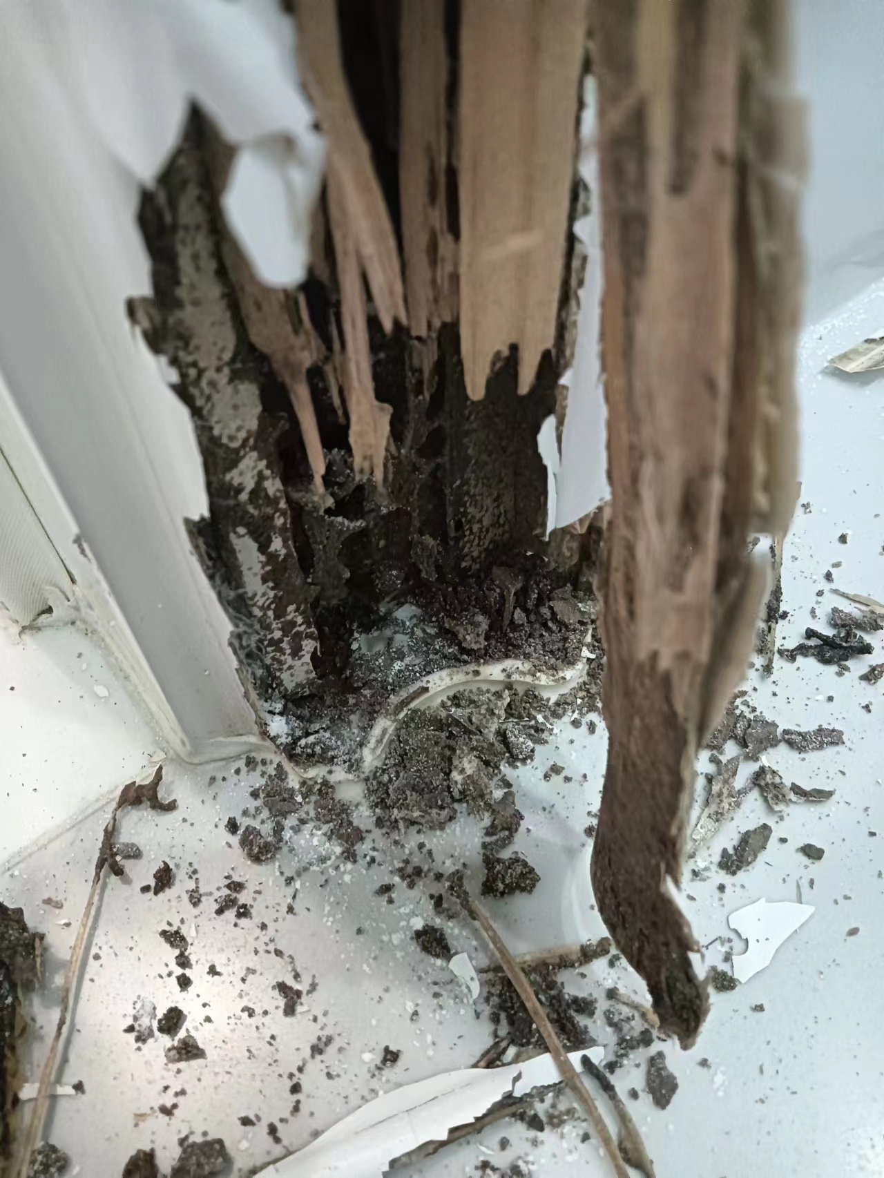 沙溪鎮(zhèn)白蟻防治 沙溪鎮(zhèn)白蟻預(yù)防 沙溪鎮(zhèn)病