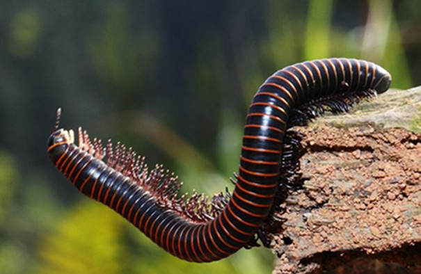 專業(yè)除蟲公司教你防治多腳馬陸